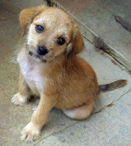 Cachorro ra a SRD idade 2 a 6 meses nome SARITA