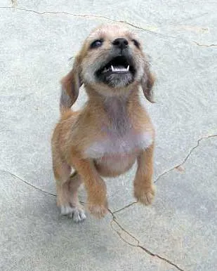 Cachorro ra a SRD idade 2 a 6 meses nome SARITA