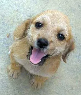 Cachorro ra a SRD idade 2 a 6 meses nome SARITA