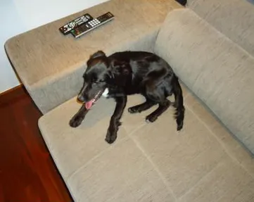 Cachorro ra a SRD idade 2 a 6 meses nome BELINHA