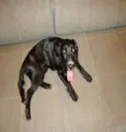 BELINHA