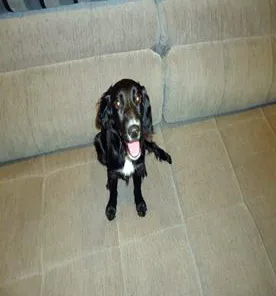 Cachorro ra a SRD idade 2 a 6 meses nome BELINHA