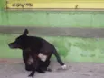 peludinho, braquinh