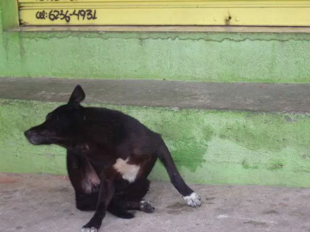 Cachorro ra a SRD idade 3 anos nome peludinho, braquinh