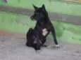 peludinho, braquinh