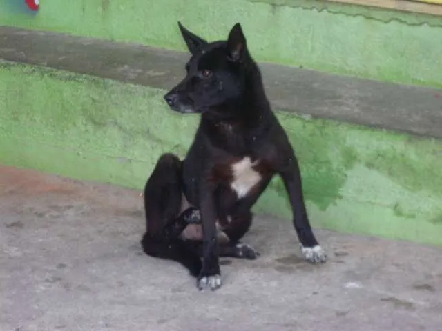 Cachorro ra a SRD idade 3 anos nome peludinho, braquinh
