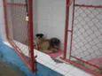 peludinho, braquinh