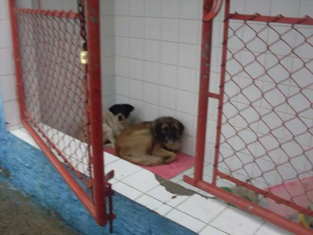 Cachorro ra a SRD idade 3 anos nome peludinho, braquinh