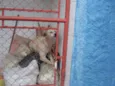 peludinho, braquinh