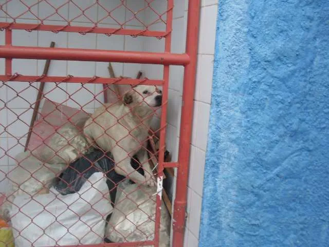 Cachorro ra a SRD idade 3 anos nome peludinho, braquinh