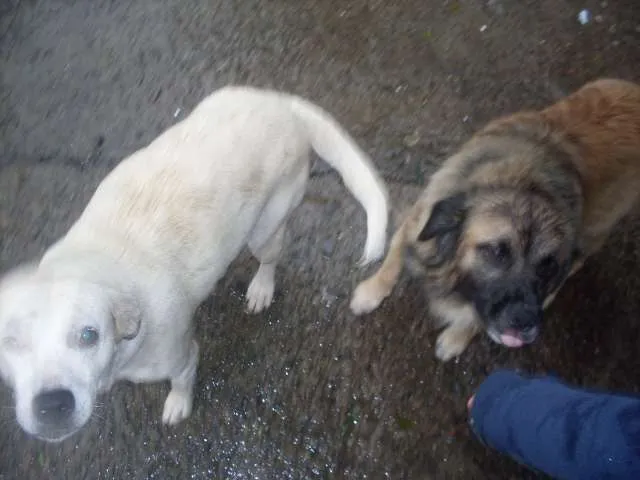 Cachorro ra a SRD idade 3 anos nome peludinho, braquinh