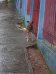 peludinho, braquinh