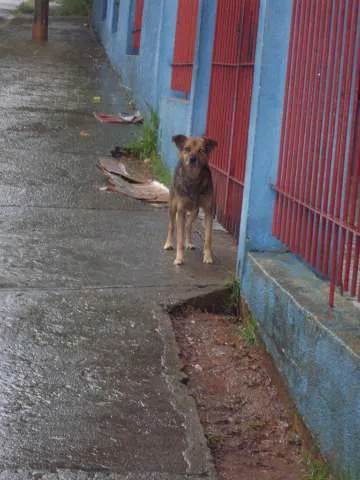 Cachorro ra a SRD idade 3 anos nome peludinho, braquinh