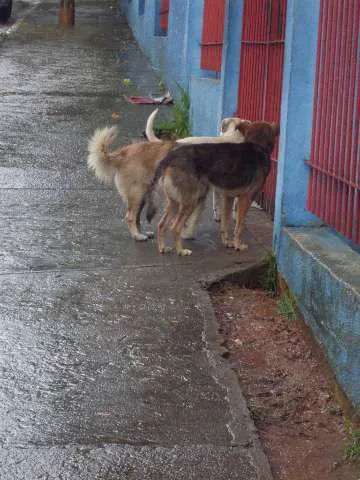 Cachorro ra a SRD idade 3 anos nome peludinho, braquinh