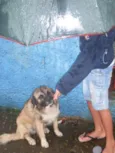 peludinho, braquinh