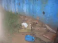 peludinho, braquinh