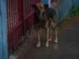peludinho, braquinh