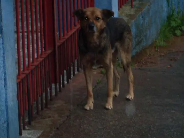 Cachorro ra a SRD idade 3 anos nome peludinho, braquinh