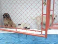peludinho, braquinh
