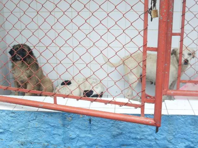 Cachorro ra a SRD idade 3 anos nome peludinho, braquinh