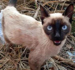 Gato raça SRD idade  nome Bebezinha
