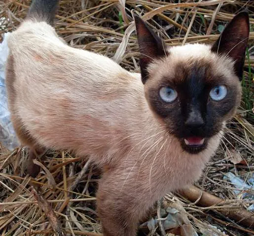 Gato ra a SRD idade  nome Bebezinha