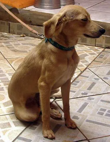 Cachorro ra a SRD idade 7 a 11 meses nome ANEÉ