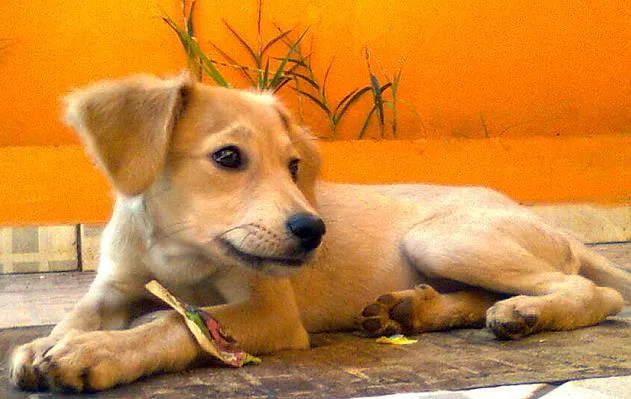 Cachorro ra a SRD idade 7 a 11 meses nome ANEÉ