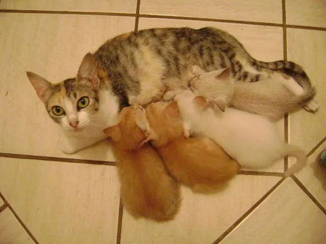 Gato ra a gato idade Abaixo de 2 meses nome Menina