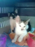 GATINHAS