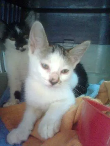 Gato ra a SRD idade 2 a 6 meses nome GATINHAS 