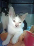 GATINHAS