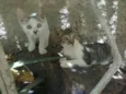 GATINHAS