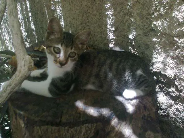 Gato ra a SRD idade 2 a 6 meses nome GATINHAS 