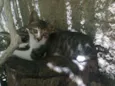 GATINHAS