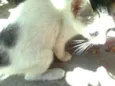 GATINHAS