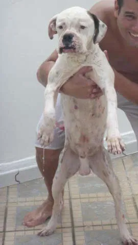 Cachorro ra a boxer idade 5 anos nome sem nome