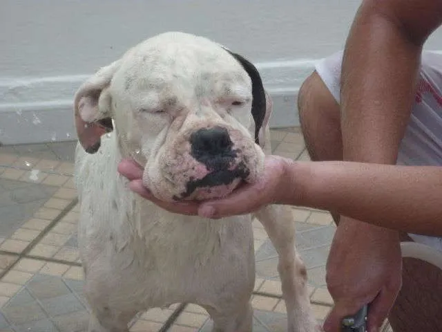 Cachorro ra a boxer idade 5 anos nome sem nome