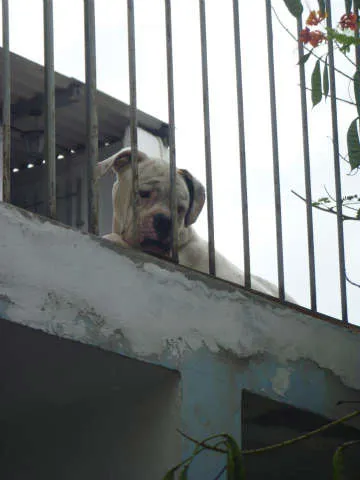 Cachorro ra a boxer idade 5 anos nome sem nome