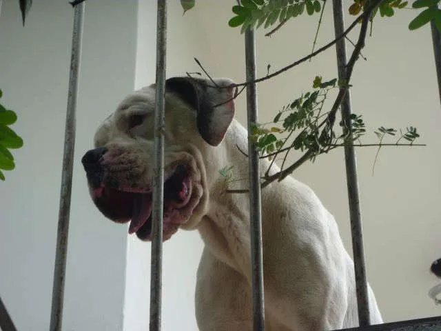 Cachorro ra a boxer idade 5 anos nome sem nome