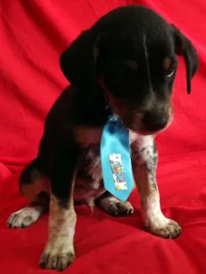 Cachorro raça SRD idade 2 a 6 meses nome FILHOTES