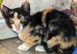 Gato raça SRD idade 2 a 6 meses nome FILHOTES