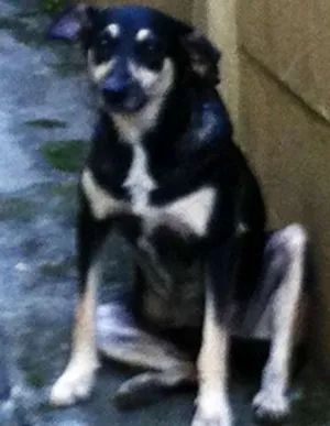 Cachorro raça SRD idade  nome ENCONTRADA