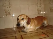 Cachorro ra a BASSET + BEAGLE idade 3 anos nome PINGO