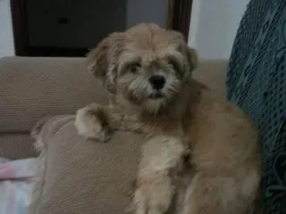 Cachorro ra a Lhasa Apso idade 2 anos nome Sarah