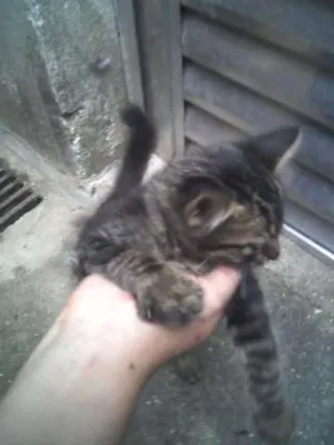 Gato raça SRD idade Abaixo de 2 meses nome Nino