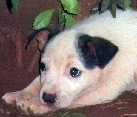 Cachorro ra a Red idade Abaixo de 2 meses nome FILHOTES