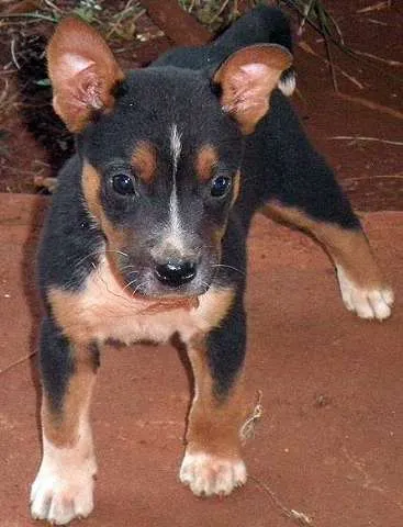 Cachorro ra a Red idade Abaixo de 2 meses nome FILHOTES