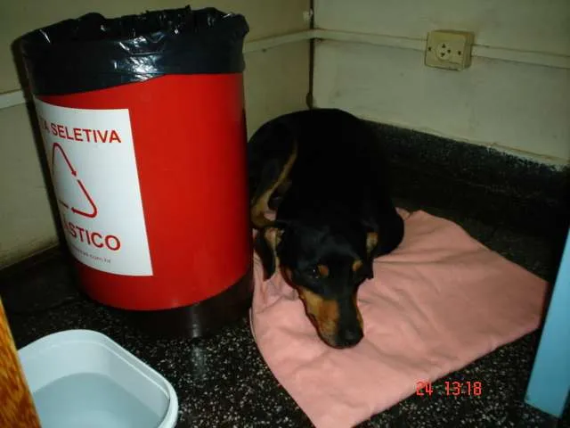 Cachorro ra a SRD idade 7 a 11 meses nome Fofinho