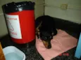 Fofinho